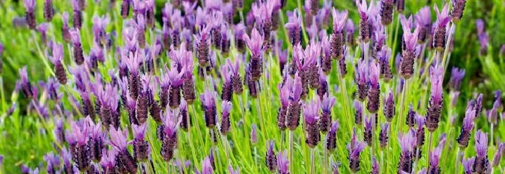 Lila Lavendelblüten